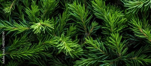 A copy space image of ladybugs crawling on the vibrant green leaves of a juniper plant