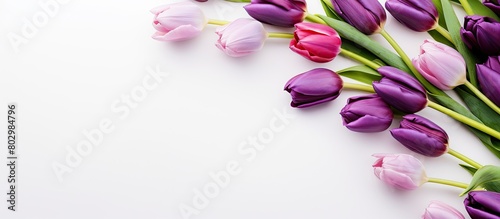 A closeup of purple tulips ...