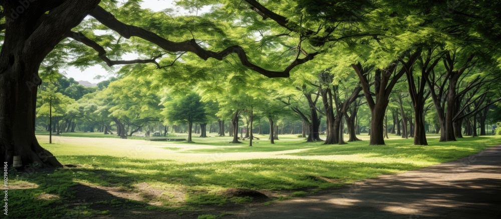 Obraz premium A beautiful view of Himenosawa Park in Shizuoka Prefecture captured in a photograph with plenty of empty space for text or other content. with copy space image. Place for adding text or design