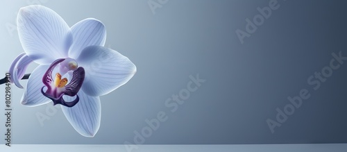 A beautiful orchid blossom on a grey background with plenty of copy space for additional images or text