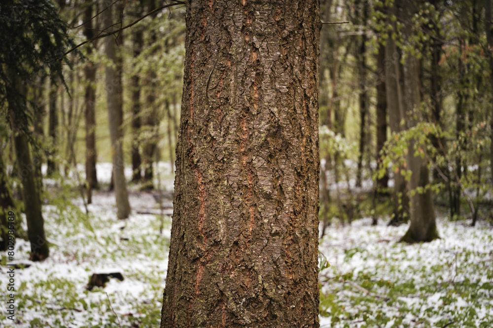 Fototapeta premium Baumrinde im Wald