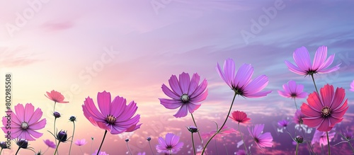 A colorful cosmos flower field stands out against a pink and purple sky background leaving a copy space image © vxnaghiyev
