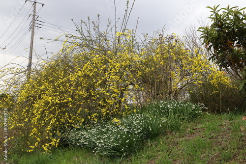 春の公園に咲くオウバイモドキの黄色い花とスノーフレークの白い花のある風景