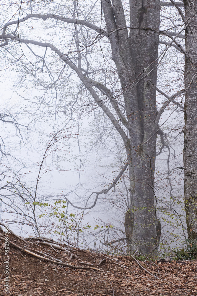 Fototapeta premium Mtirala National Park in mystical foggy weather, Georgia