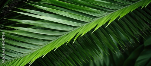A detailed view of the leaves of a palm tree with ample space in the image for copying