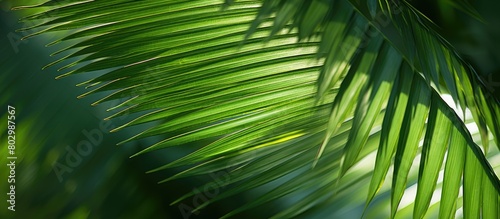 A detailed view of the leaves of a palm tree with ample space in the image for copying