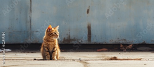 A cat is seen sitting on a ...