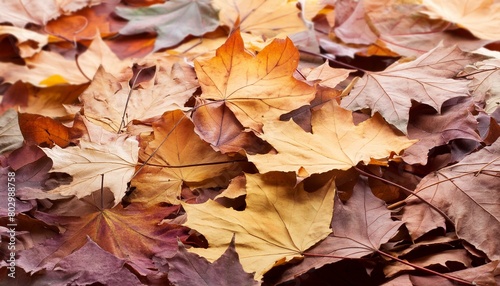 Autumn maple leaves pattern background