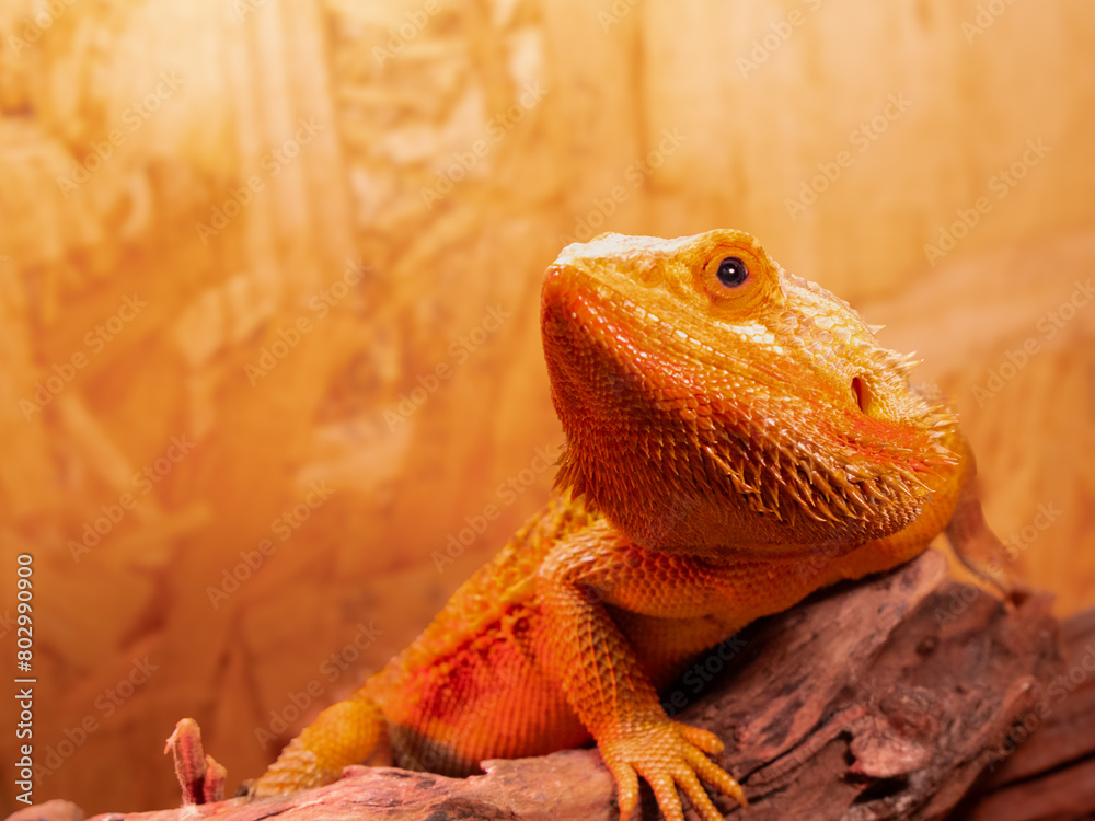 Obraz premium フトアゴヒゲトカゲ