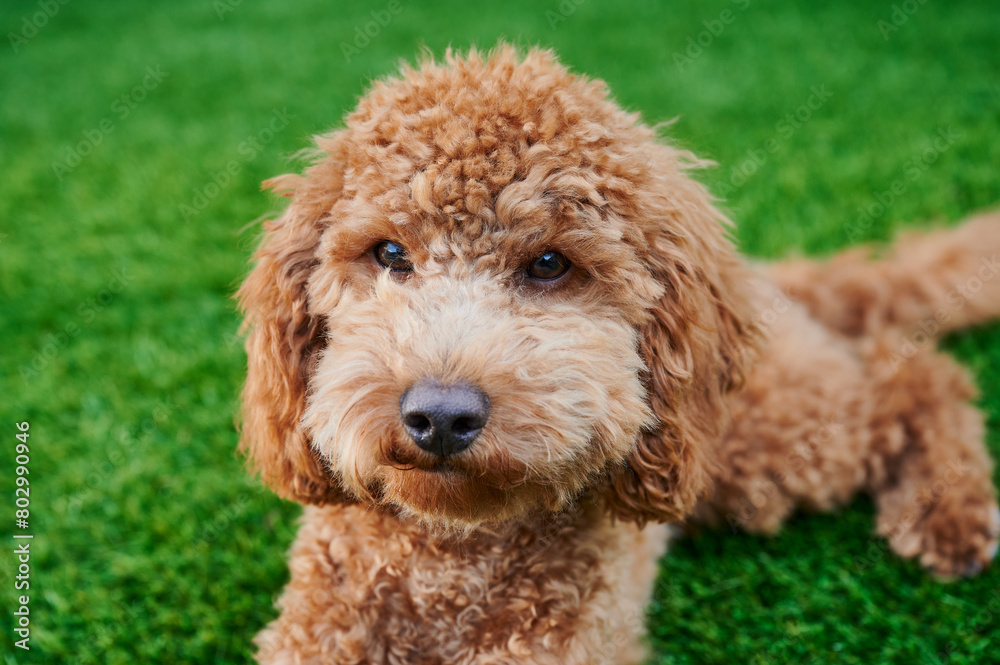 Red-haired miniature poodle freshly groomed in the garden Red-haired miniature poodle freshly groomed in the garden