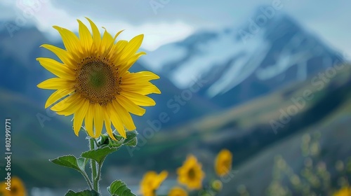 A field of sunflowers in front of a majestic mountain range