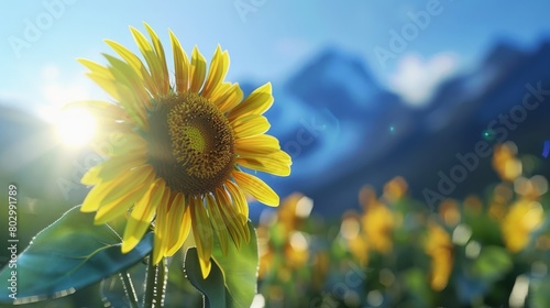 A field of sunflowers, with a close up of one sunflower in the foreground © Suphakorn
