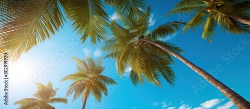 view of the palm trees and bright blue sky on the beach © gufron