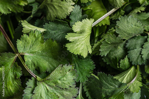 food background of fresh cilantro on the market close up © Mariia