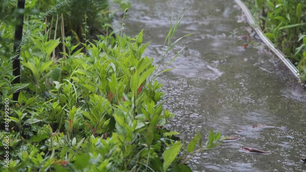 Green bushes under the rain. Rain falls on vegetation. Drops of rain fall on the leaves of plants, outline plan. Green bushes under the rain. Rain falls on vegetation. Drops of rain fall on the leaves of plants, outline plan.