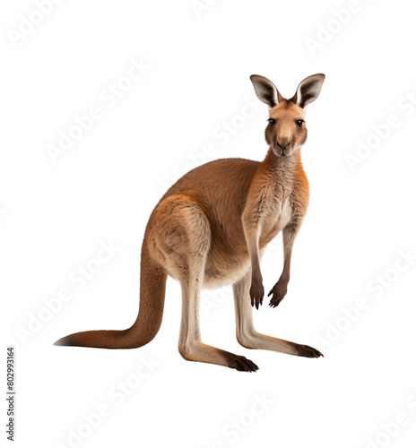 A kangaroo stands attentively, its muscular build and iconic posture highlighted against. Generative AI © Breyenaiimages