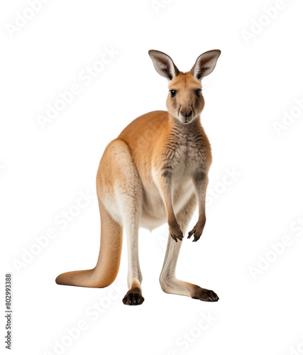 A kangaroo stands attentively, its muscular build and iconic posture highlighted against. Generative AI © Breyenaiimages