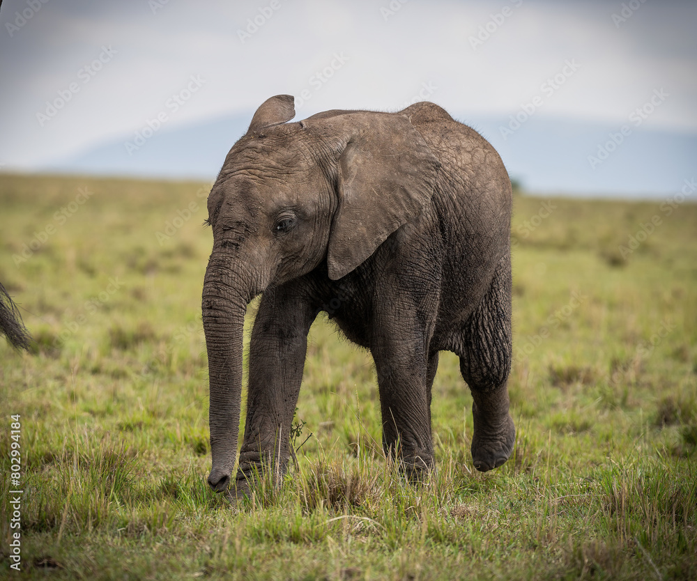 Here is one example of many animals I photographed in Kenya. This photo was specifically taken in the Masai Mara.