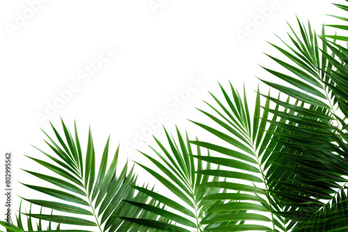 PNG  Palm leaves nature green backgrounds