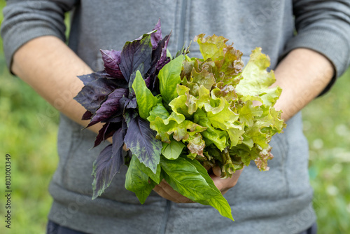 Close-up of hands holding a bunch of fresh herbs from the garden. Basil, lettuce, urop, parsley photo