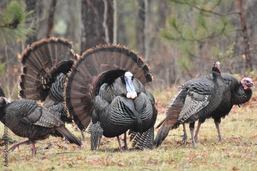 A flock of wild turkeys 