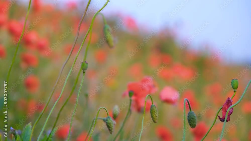 Beautiful red poppies growing in a field. Poppies close-up. Blooming poppies in a field. Beautiful red poppies growing in a field. Poppies close-up. Blooming poppies in a field.