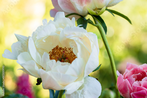 Peony Coral Charm orange pink peony flower in bloom