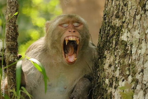 Wild Rhesus Macaques Monkey Silver Springs State park Florida  photo