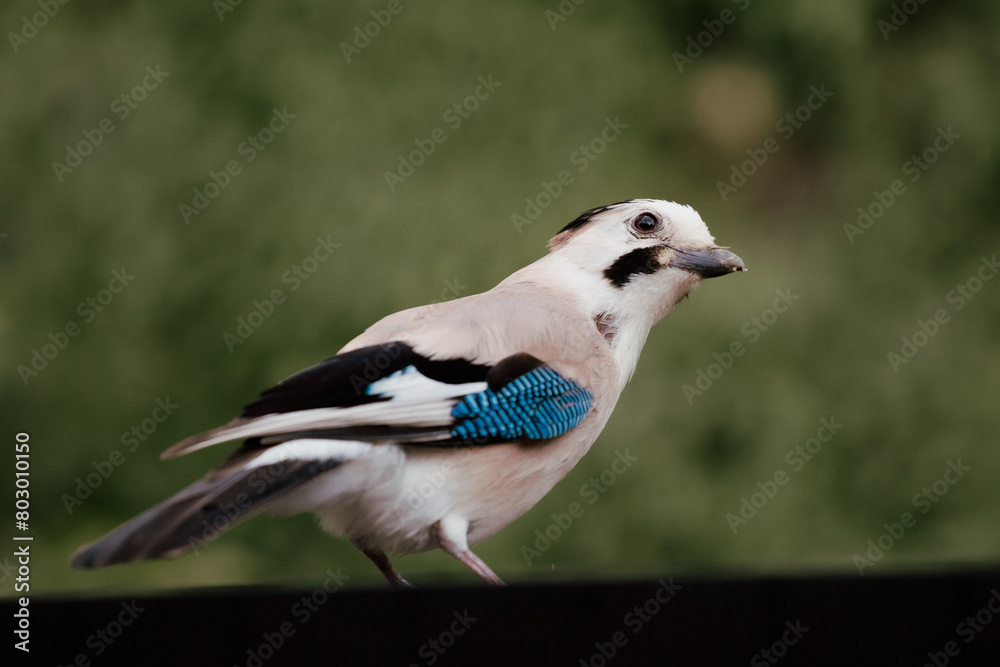 Fototapeta premium blue jay on a branch