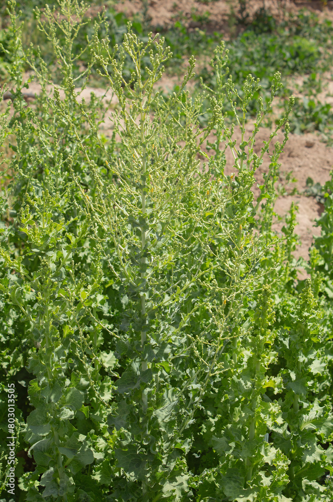 Lettuce is about to bloom, lettuce is widely used for healthy eating all over the world