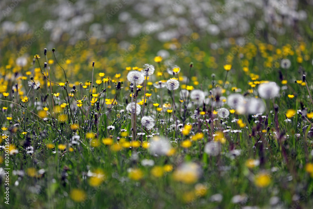 Flower meadow with dandelions (Taraxacum) and yellow wildflowers, spring, close up.