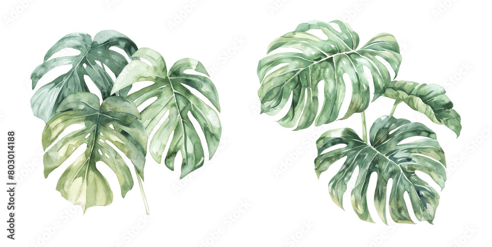 Exquisite watercolor monstera leaves set