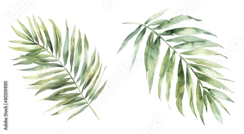 Watercolor painting of elongated palm leaves photo