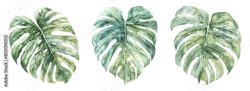 Trio of hand-painted monstera leaves