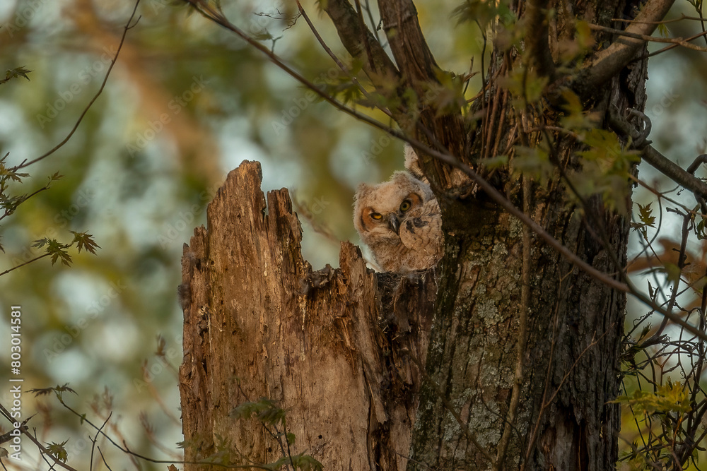 Great Horned Owlets nestled in their nest Great Horned Owlets nestled in their nest