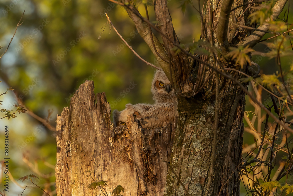 Great Horned Owlets nestled in their nest Great Horned Owlets nestled in their nest