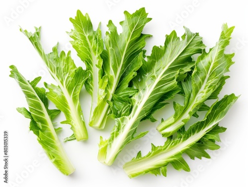 A bunch of lettuce leaves, a snowwhite background. Lettuce is a plant, a food ingredient, a terrestrial flowering herb. It is a leafy vegetable and a subshrub photo