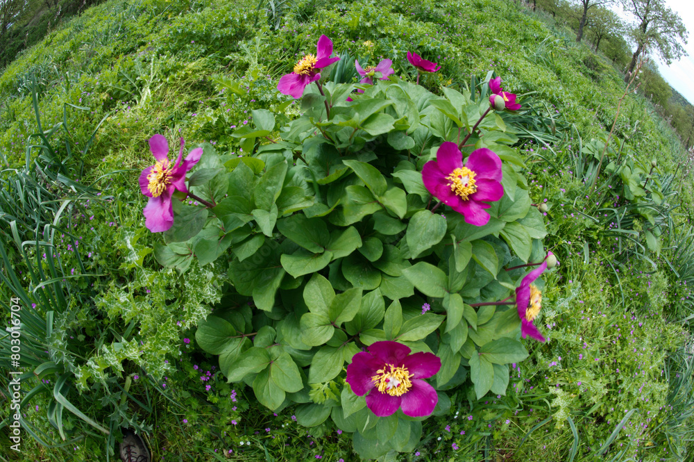 An endemic paeony in Sardinia, Paeonia morisii (formerly P. mascula ssp. russoi) Peonia (Paeonia mascula). Burgos. Sardegna. Italia. Italy An endemic paeony in Sardinia, Paeonia morisii (formerly P. mascula ssp. russoi) Peonia (Paeonia mascula). Burgos. Sardegna. Italia. Italy