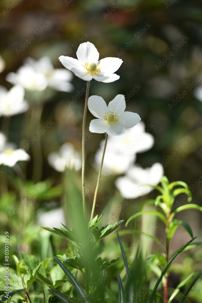 Anemone sylvestris. delicate flowers in the garden, in the flowerbed. floral background. beautiful delicate Anemone sylvestris. white flowers on a natural green background. close-up. spring season Anemone sylvestris. delicate flowers in the garden, in the flowerbed. floral background. beautiful delicate Anemone sylvestris. white flowers on a natural green background. close-up. spring season