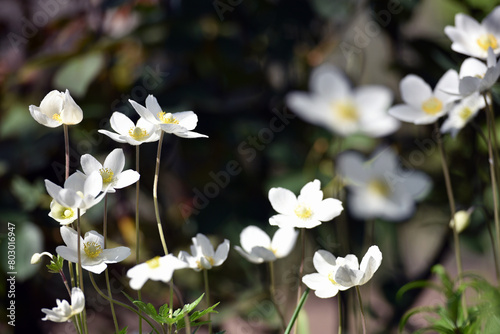 Anemone sylvestris. delicate flowers in the garden, in the flowerbed. floral background. beautiful delicate Anemone sylvestris. white flowers on a natural background. close-up. sunlight. spring season