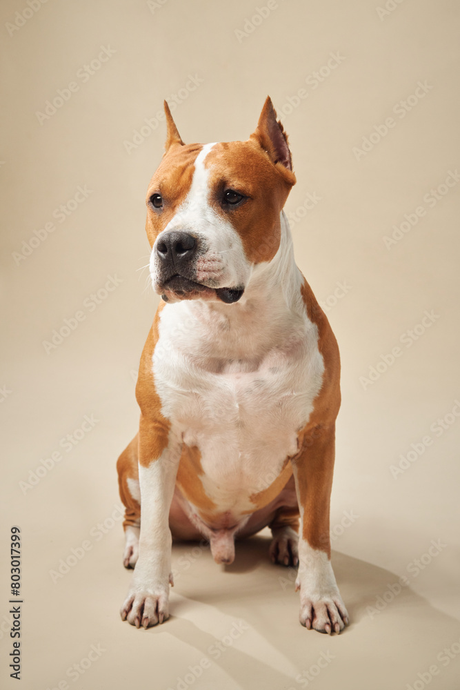 American Staffordshire Terrier dog sits alertly in a studio, its eyes fixed forward. The neutral background complements the distinct white and brown coat