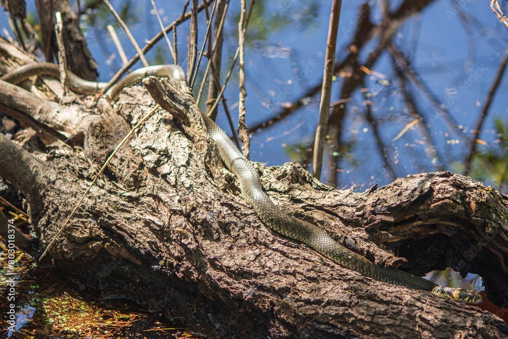 A snake on a fallen tree basks in the sun