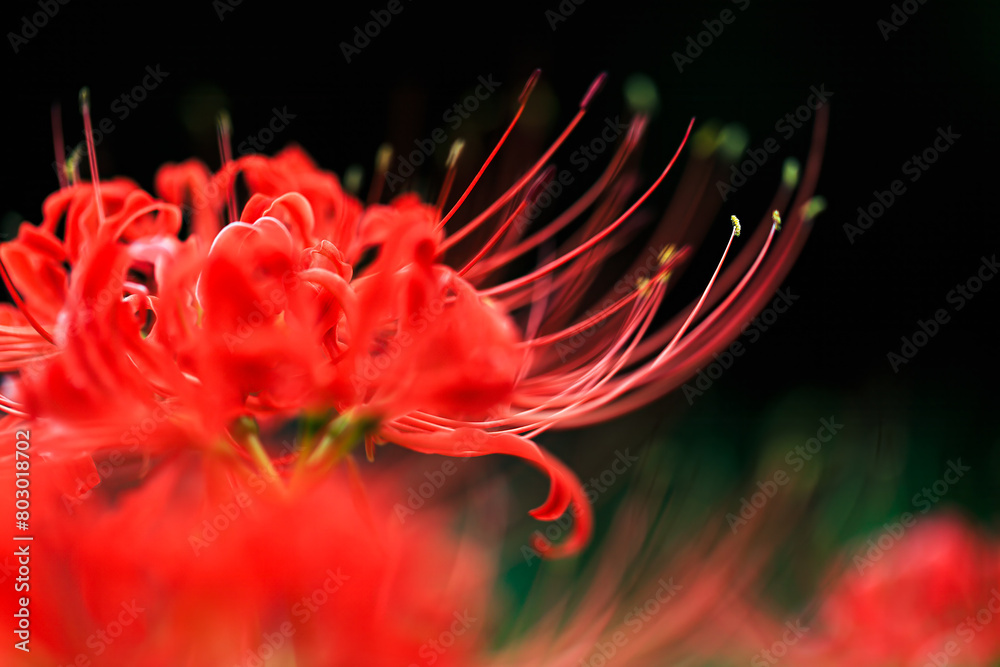 彼岸花 彼岸花