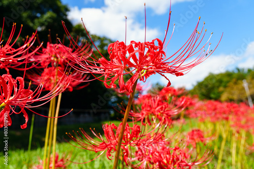 彼岸花 photo