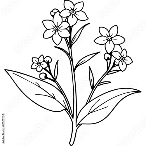 Forget Me Not flower plant outline illustration coloring book page design, Forget Me Not flower plant black and white line art drawing coloring book pages for children and adults