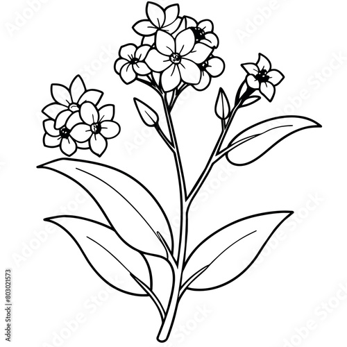Forget Me Not flower plant outline illustration coloring book page design, Forget Me Not flower plant black and white line art drawing coloring book pages for children and adults
