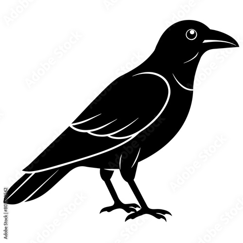 crow on a white background