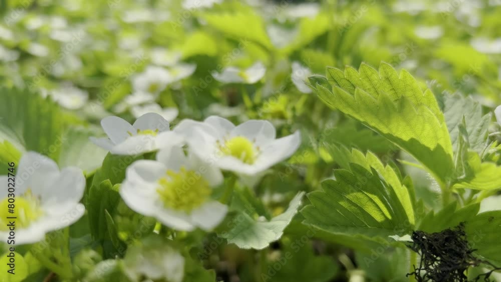 White strawberry flower. Strawberry blossom. Strawberry blossoms in the garden. Home eco garden. Organic products White strawberry flower. Strawberry blossom. Strawberry blossoms in the garden. Home eco garden. Organic products