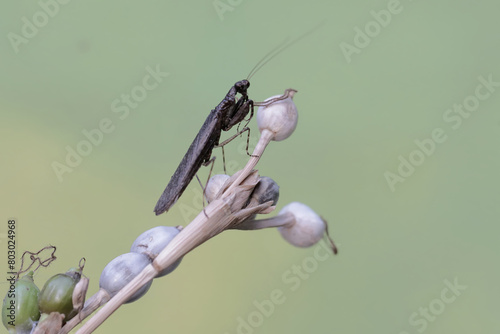 A black praying mantis is hunting for prey in the bushes. This predatory insect has the scientific name Gonypeta sp.
