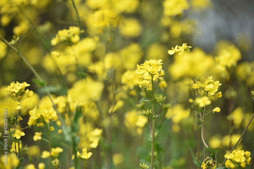 Rapeseed. Brassica napus. are blooming in sunny summer day. yellow flower, isolated on blurred natural background. agriculture, in Europe or Asia. floral background. growing in the field, soft focus Rapeseed. Brassica napus. are blooming in sunny summer day. yellow flower, isolated on blurred natural background. agriculture, in Europe or Asia. floral background. growing in the field, soft focus
